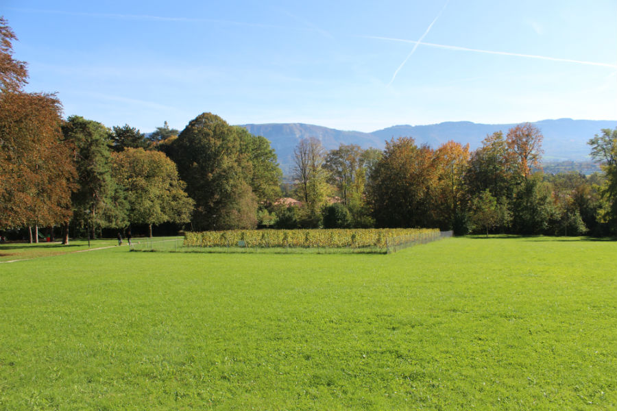 Beautiful open fields at the Park