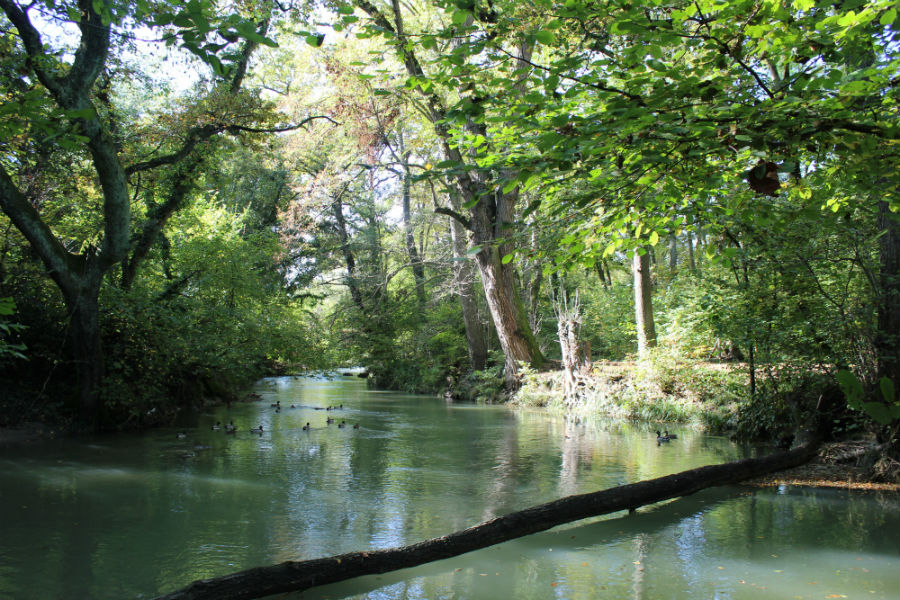 Nearby forest and stream